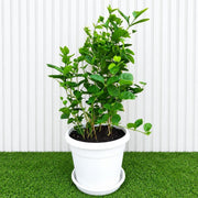 Arabian Jasmine Motia - Jasminum Sambac | UAE's Best-Selling Plant! - Greensouq - outdoor