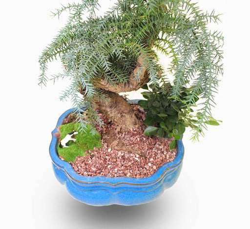Araucaria Bonsai Decor - Greensouq - 