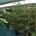 Araucaria heterophylla (Norfolk Island Pine)