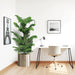 Araucaria Heterophylla in Stainless Steel Pot - Greensouq - 