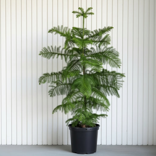 Araucaria Heterophylla Indoor "Norfolk Island Pine" - Greensouq - 
