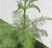 Araucaria Heterophylla Indoor "Norfolk Island Pine" - Greensouq - 