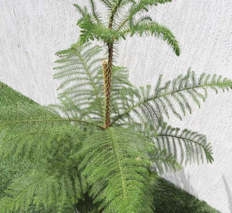 Araucaria Heterophylla Indoor "Norfolk Island Pine" - Greensouq - 