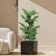 Araucaria Heterophylla Indoor "Norfolk Island Pine" in Grp Square Pot 40x40 - Greensouq - 