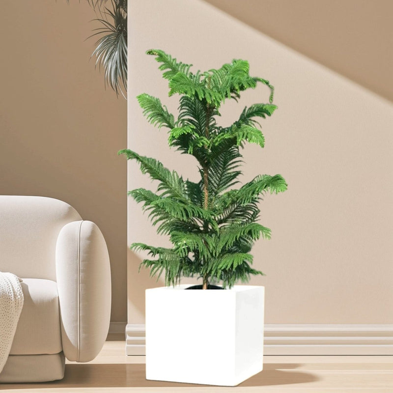 Araucaria Heterophylla Indoor "Norfolk Island Pine" in Grp Square Pot 40x40 - Greensouq - 