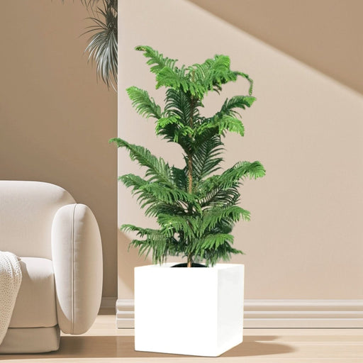 Araucaria Heterophylla Indoor "Norfolk Island Pine" in Grp Square Pot 40x40 - Greensouq - 