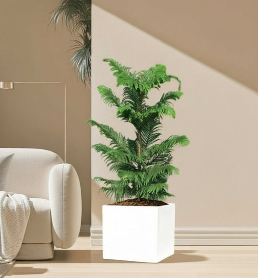 Araucaria Heterophylla Indoor "Norfolk Island Pine" in Grp Square Pot 40x40 - Greensouq - 