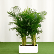 Areca Palm Outdoor 1.2 - 1.5m in Fiber Glass Pot (GRP) (70x30x30) - Greensouq -