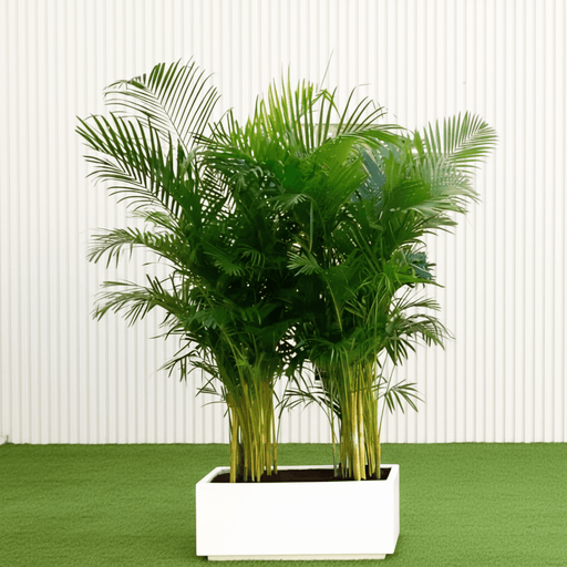 Areca Palm Outdoor 1.2 - 1.5m in Fiber Glass Pot (GRP) (70x30x30) - Greensouq -