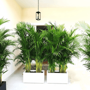 Areca Palm 1.2 - 1.5m Outdoor in Fiber Glass Pot (GRP) (70x30x30) - Greensouq - 