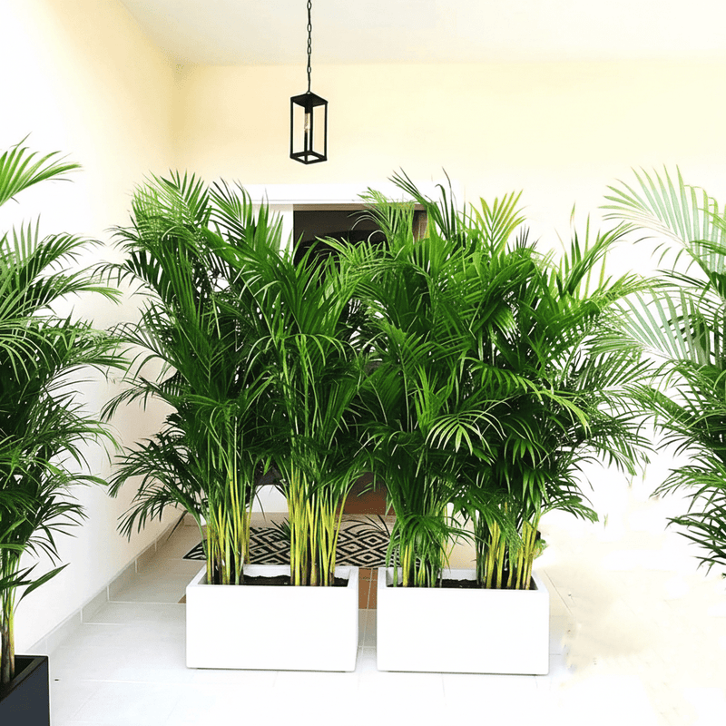 Areca Palm 1.2 - 1.5m Outdoor in Fiber Glass Pot (GRP) (70x30x30) - Greensouq - 