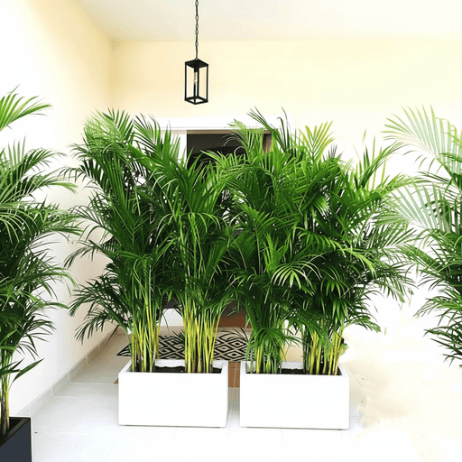Areca Palm 1.2 - 1.5m Outdoor in Fiber Glass Pot (GRP) (70x30x30) - Greensouq - 