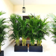 Areca Palm 1.2 - 1.5m Outdoor in Fiber Glass Pot (GRP) (70x30x30) - Greensouq - 