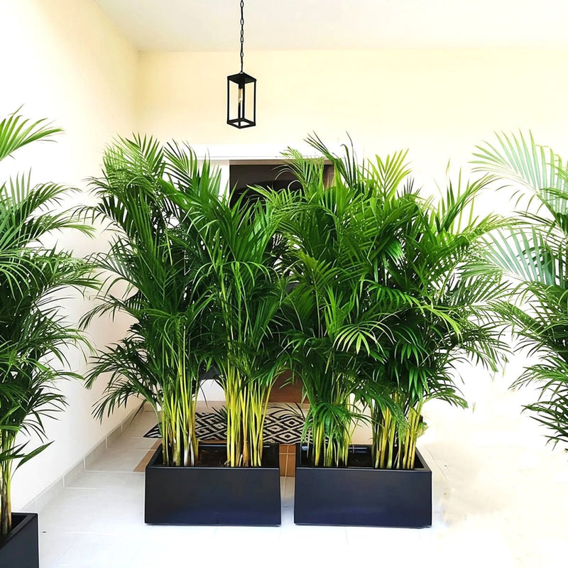 Areca Palm 1.2 - 1.5m Outdoor in Fiber Glass Pot (GRP) (70x30x30) - Greensouq - 