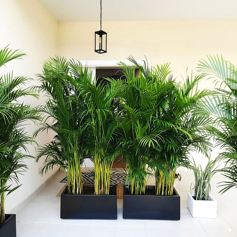 Areca Palm 1.2 - 1.5m Outdoor In Fiber Glass Pot (GRP)(70x30x30) - Greensouq - 