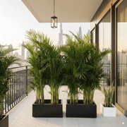 Areca Palm 1.2 - 1.5m Outdoor In Fiber Glass Pot (GRP)(70x30x30) - Greensouq - 