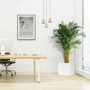 Areca Palm / Chrysalidocarpus Lutescens in Grp Square Pot 40x40 - Greensouq - 
