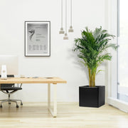 Areca Palm / Chrysalidocarpus Lutescens in Grp Square Pot 40x40 - Greensouq - 