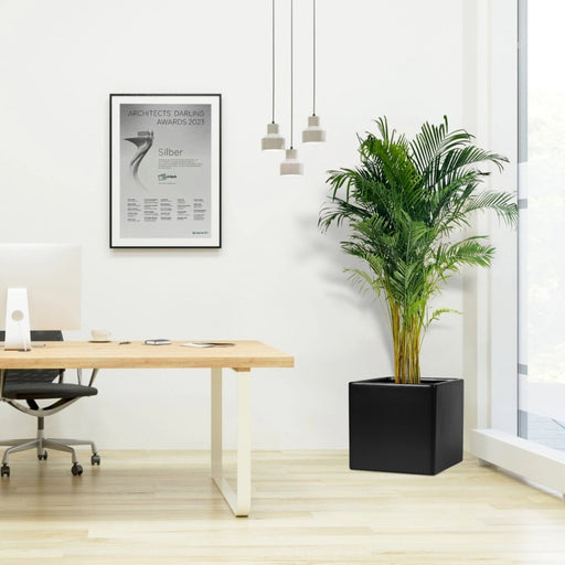 Areca Palm / Chrysalidocarpus Lutescens in Grp Square Pot 40x40 - Greensouq - 