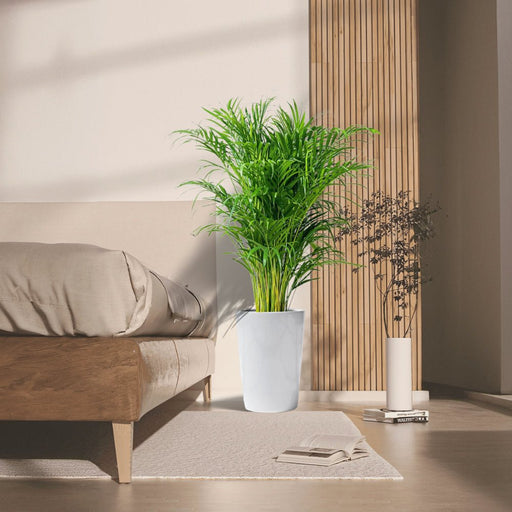 Areca Palm Holland in Black Ceramic Pot 1 - 1.2m - Greensouq - 