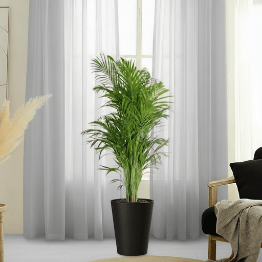 Areca Palm Holland or Chrysalidocarpus Lutescens - Greensouq - 