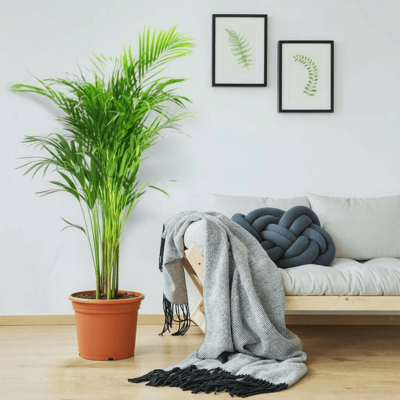 Areca Palm Holland or Chrysalidocarpus Lutescens - Greensouq - 