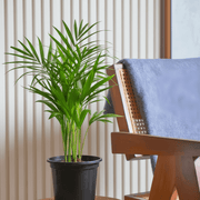 Areca Palm Holland or Chrysalidocarpus Lutescens - Greensouq - 