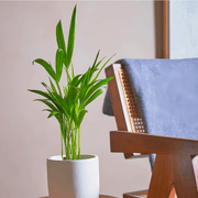 Areca Palm Holland or Chrysalidocarpus Lutescens - Greensouq - 