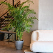 Areca Palm Holland or Chrysalidocarpus Lutescens - Greensouq - 