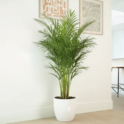 Areca Palm Holland or Chrysalidocarpus Lutescens - Greensouq - 