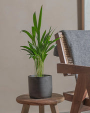 Areca Palm Holland or Chrysalidocarpus Lutescens - Greensouq - 