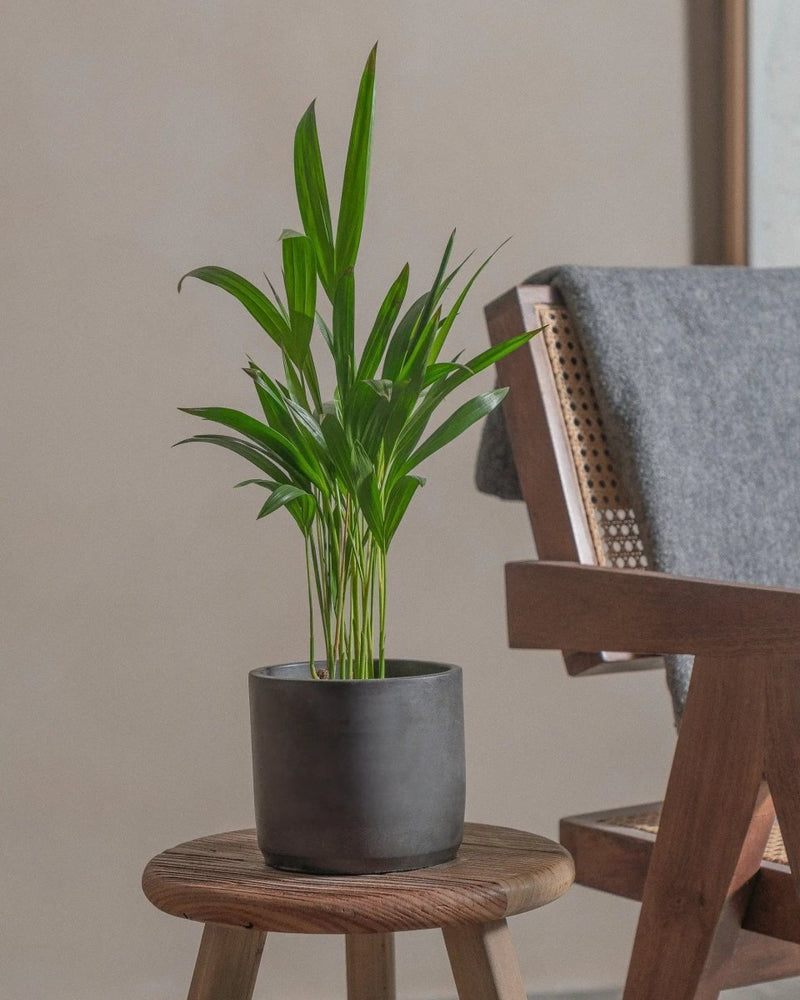 Areca Palm Holland or Chrysalidocarpus Lutescens - Greensouq - 