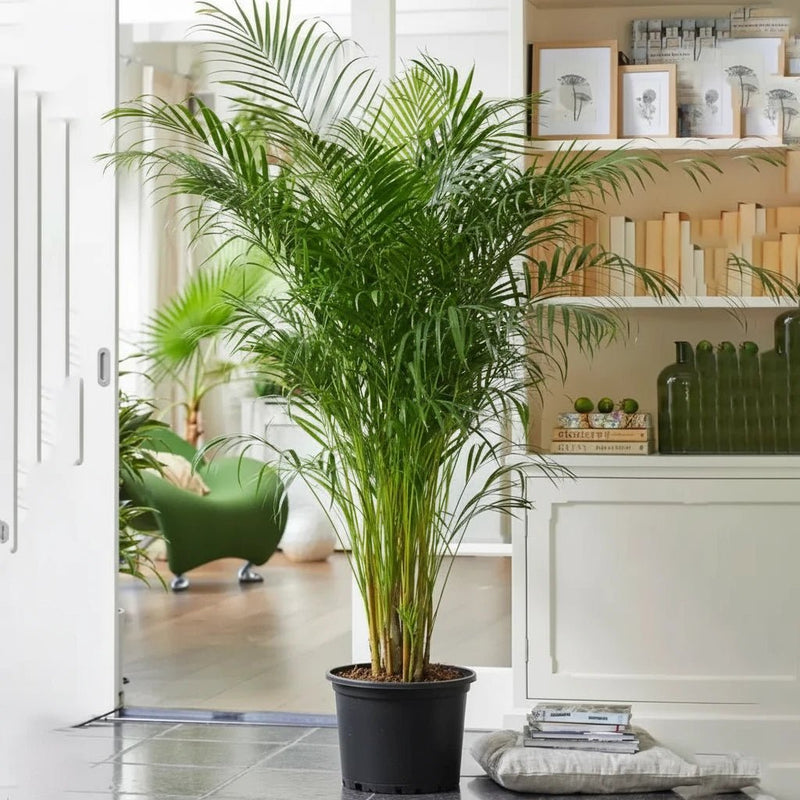 Areca Palm Holland | UAE's Best-Selling Palm! — Greensouq
