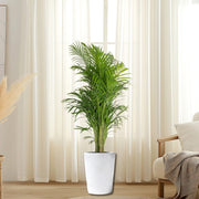 Areca Palm Holland or Chrysalidocarpus Lutescens - Greensouq - 