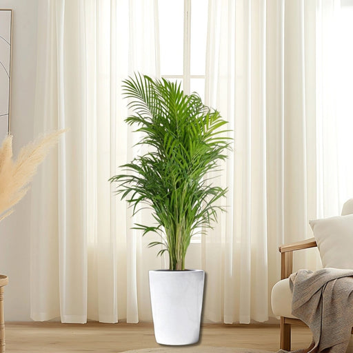 Areca Palm Holland or Chrysalidocarpus Lutescens - Greensouq - 