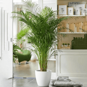 Areca Palm Holland or Chrysalidocarpus Lutescens - Greensouq - 