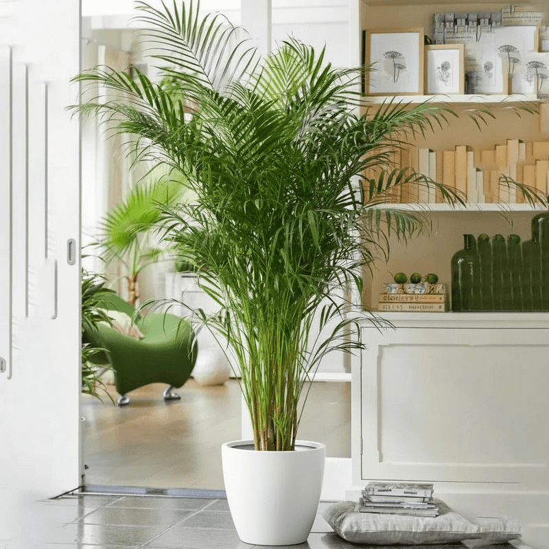 Areca Palm Holland or Chrysalidocarpus Lutescens - Greensouq - 