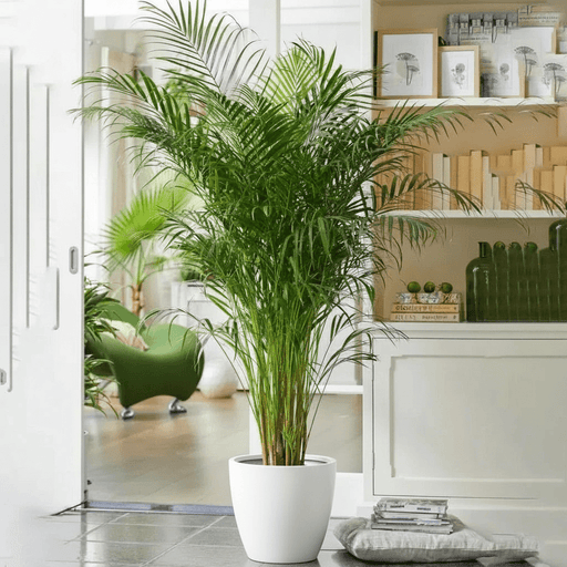 Areca Palm Holland or Chrysalidocarpus Lutescens - Greensouq - 