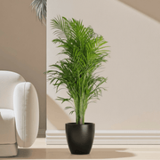 Areca Palm Holland or Chrysalidocarpus Lutescens - Greensouq - 