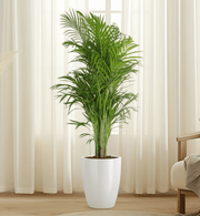 Areca Palm Holland or Chrysalidocarpus Lutescens - Greensouq - 
