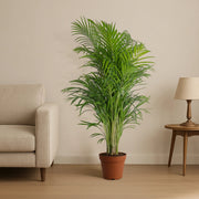 Areca Palm Holland or Chrysalidocarpus Lutescens - Greensouq - 