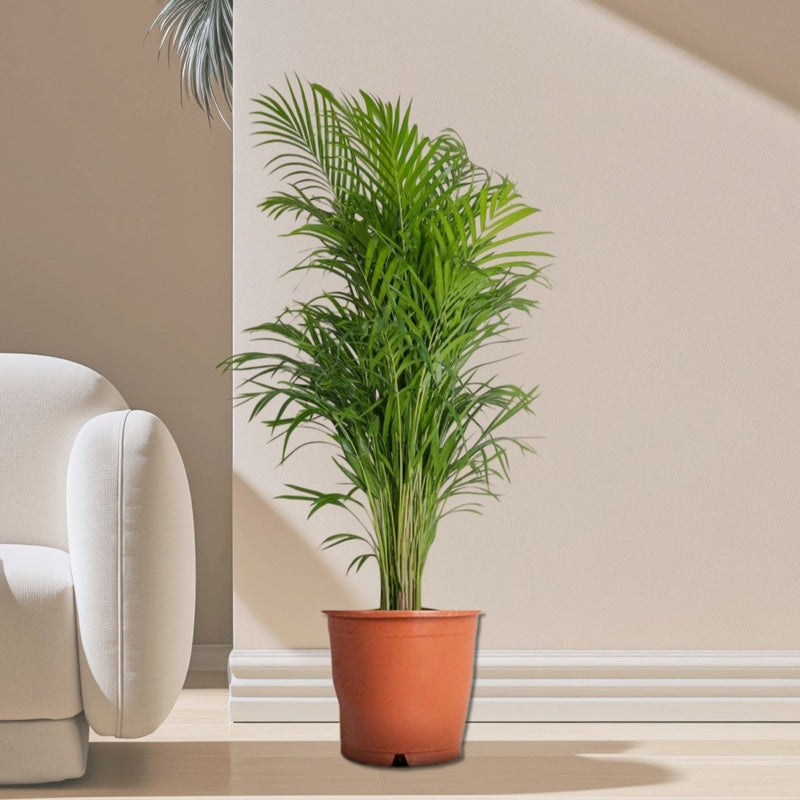 Areca Palm Holland or Chrysalidocarpus Lutescens - Greensouq - 