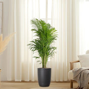 Areca Palm Holland or Chrysalidocarpus Lutescens - Greensouq - 