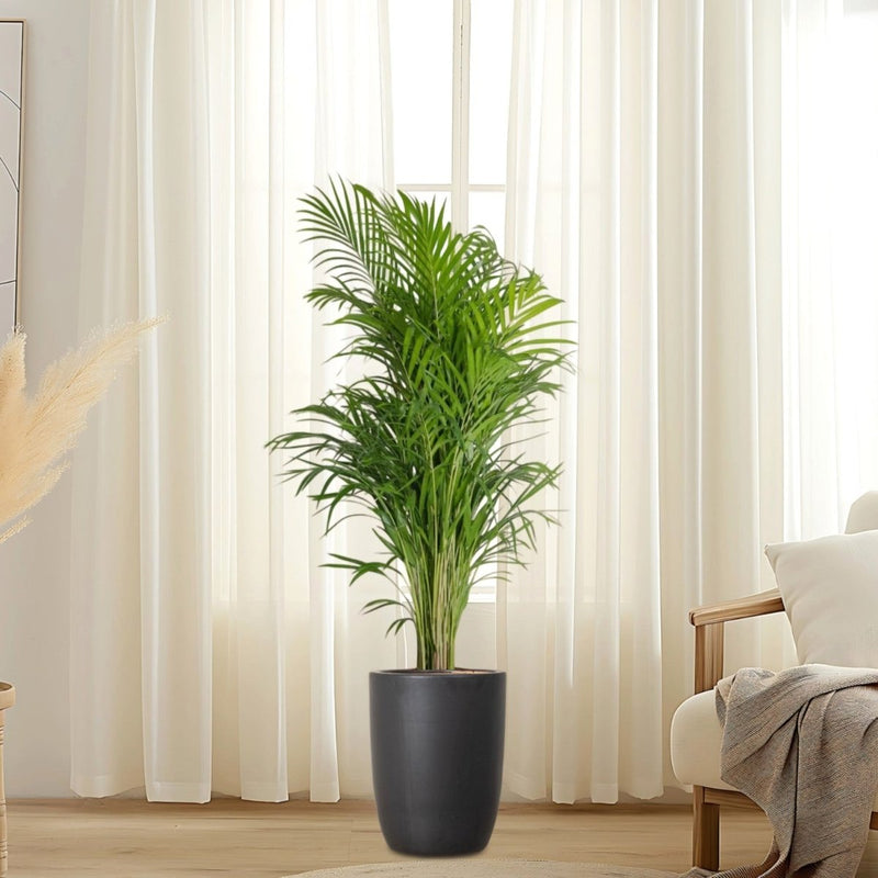 Areca Palm Holland or Chrysalidocarpus Lutescens - Greensouq - 
