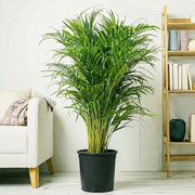 Areca Palm Holland or Chrysalidocarpus Lutescens - Greensouq - 