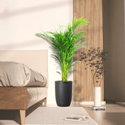 Areca Palm Holland or Chrysalidocarpus Lutescens - Greensouq - 