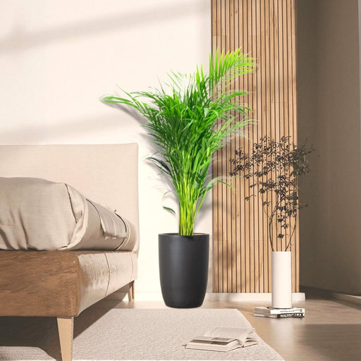 Areca Palm Holland or Chrysalidocarpus Lutescens - Greensouq - 