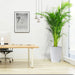 Areca Palm Holland or Chrysalidocarpus Lutescens - Greensouq - 