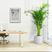 Areca Palm Holland or Chrysalidocarpus Lutescens - Greensouq - 