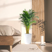 Areca Palm Holland or Chrysalidocarpus Lutescens - Greensouq - 